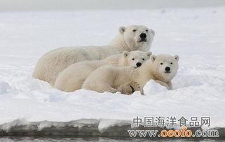 阿拉斯加北极熊,北极王者的生存传奇