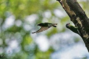 高飞鸟,翱翔天际的壮丽篇章