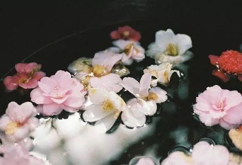 一念花开,探寻心灵绽放的奇迹之旅